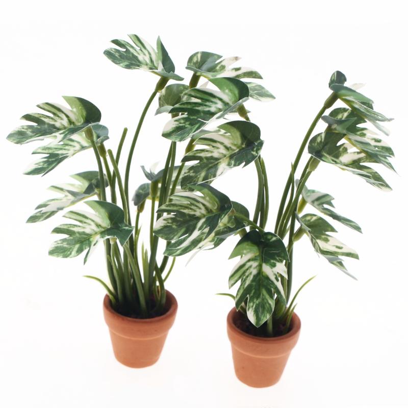 Nuevo. 1 unidad. Planta verde  - Bonsai Gardener reseña y precio